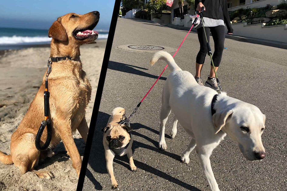 DOG LEASH Surf Leashes & More XM SURF MORE